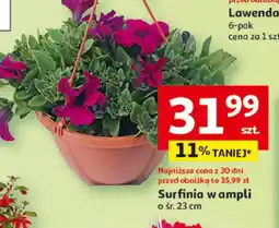 Auchan Surfinia w ampli oferta