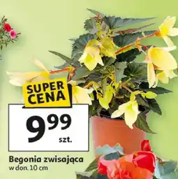 Auchan Begonia zwisająca w donicy oferta