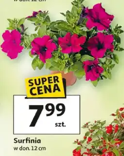 Auchan Surfinia w donicy oferta