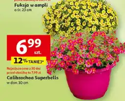 Auchan Calibrachoa Superbells w donicy oferta