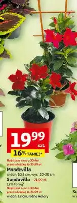 Auchan Sundavilla w donicy oferta