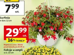 Auchan Fuksja w ampli oferta