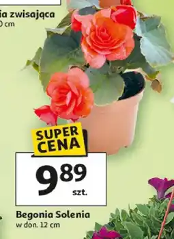 Auchan Begonia Solenia w donicy oferta