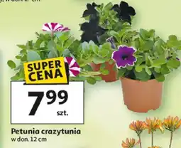 Auchan Petunia crazytunia w donicy oferta