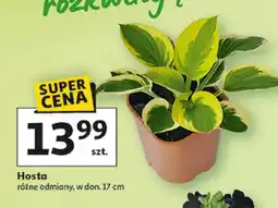 Auchan Hosta w donicy oferta