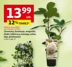 Auchan Jaśminowiec w donicy oferta