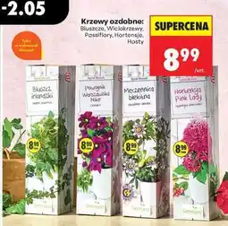 Biedronka Krzewy ozdobne: Bluszcze, Wiciokrzewy, Passiflory, Hortensje, Hosty oferta