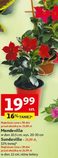 Auchan Mandevilla Sundavilla oferta