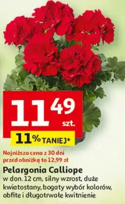 Auchan Pelargonia Calliope oferta
