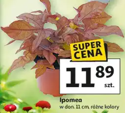 Auchan Ipomea oferta