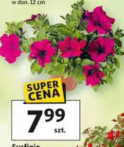 Auchan Surfinia w don. 12 cm oferta