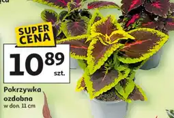 Auchan Pokrzywka ozdobna oferta