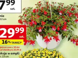 Auchan Fuksja w ampli o śr. 23 cm oferta