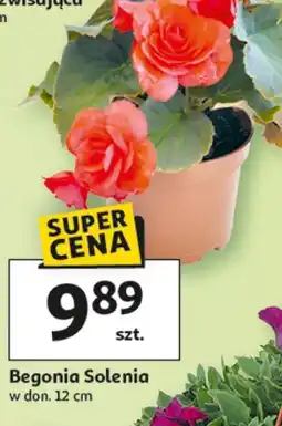 Auchan Begonia Solenia w don. 12 cm oferta