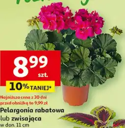 Auchan Pelargonia rabatowa lub zwisająca oferta