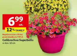 Auchan Calibrachoa Superbells w don. 10 cm oferta