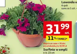 Auchan Surfinia w ampli o śr. 23 cm oferta