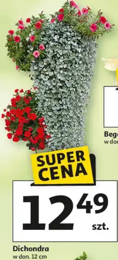 Auchan Dichondra w don. 12 cm oferta