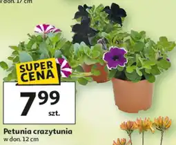 Auchan Petunia crazytunia w don. 12 cm oferta