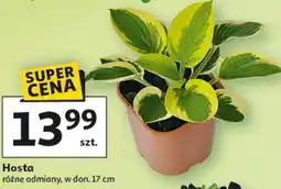 Auchan Hosta różne odmiany, w don. 17 cm oferta
