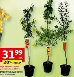 Auchan Drzewka owocowe miks w donicach oferta