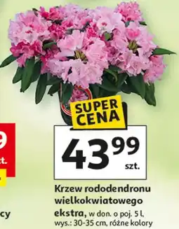 Auchan Krzew rododendronu wielkokwiatowego ekstra, w don. o poj. 5 l, wys.: 30-35 cm, różne kolory oferta