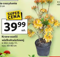 Auchan Krzew azalii wielkokwiatowej w don. o poj. 5 l, wys.: 60-80 cm oferta