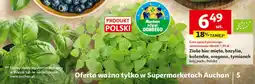 Auchan Zioła bio: mięta, bazylia, kolendra, oregano, tymianek oferta