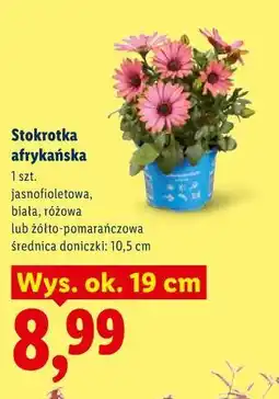 Lidl Stokrotka afrykańska oferta