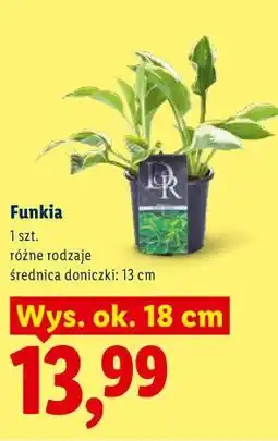 Lidl Funkia oferta