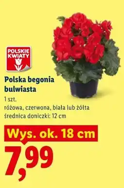 Lidl Polska begonia bulwiasta oferta