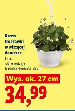 Lidl Krzew truskawki w wiszącej doniczce oferta