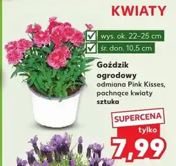 Kaufland Goździk ogrodowy odmiana Pink Kisses pachnące kwiaty sztuka oferta