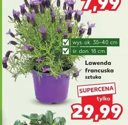 Kaufland Lawenda francuska sztuka oferta