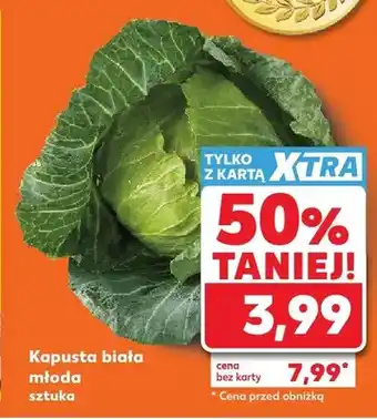 Kapusta biała młoda