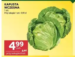 Stokrotka Kapusta wczesna oferta