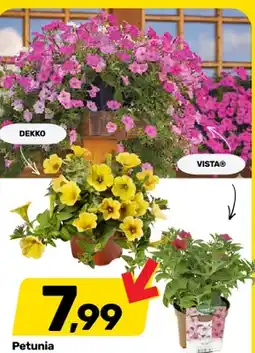 Bricomarche Petunia Supertunia VISTA mix kolorów wys. 25cm śr. doniczki 12cm oferta