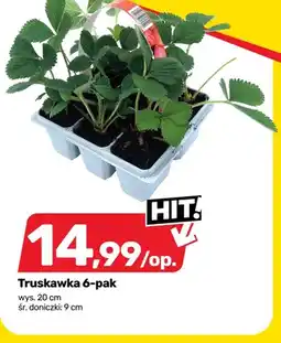 Bricomarche Truskawka 6-pak wys. 20cm śr. doniczki 9cm oferta