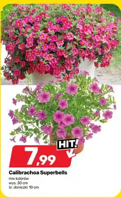 Bricomarche Calibrachoa Superbells mix kolorów wys. 30cm śr. doniczki 10cm oferta