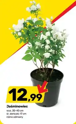 Bricomarche Jaśminowiec wys. 30-40cm śr. doniczki 17cm oferta