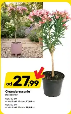 Bricomarche Oleander na pniu mix kolorów wys. 40cm śr. doniczki 13cm oferta