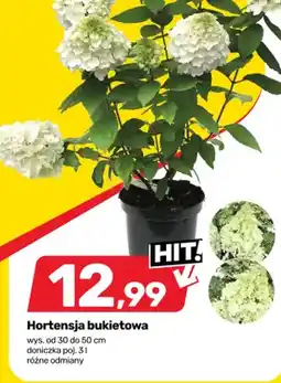 Bricomarche Hortensja bukietowa wys. od 30 do 50cm doniczka poj oferta