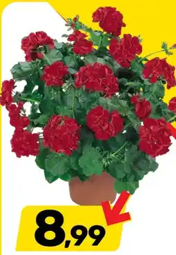 Bricomarche Pelargonia bluszczolistna Ville de Paris Red oferta