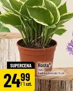 Polomarket Hosta oferta