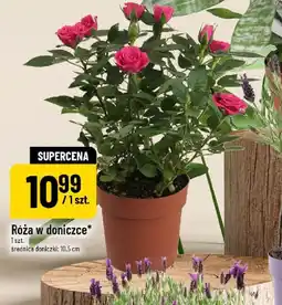 Polomarket Róża w doniczce oferta