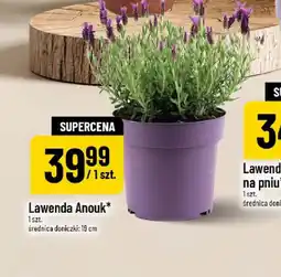 Polomarket Lawenda Anouk oferta