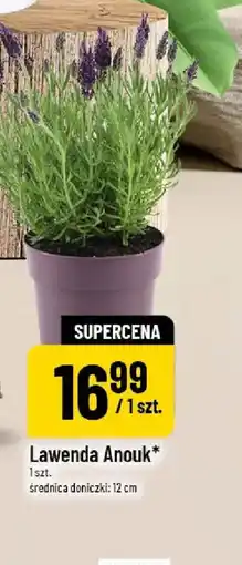 Polomarket Lawenda Anouk oferta