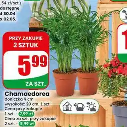 Dino Chamaedorea doniczka 9cm wysokość 20cm oferta