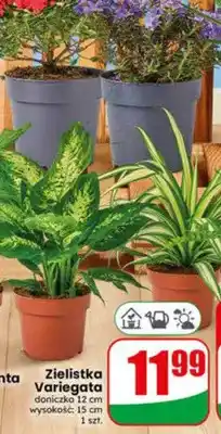 Dino Zielistka Variegata doniczka 12cm wysokość 15cm oferta