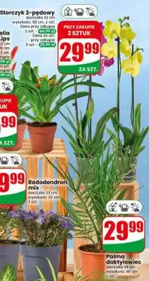 Dino Palma daktylowiec doniczka 14cm wysokość 60cm oferta